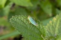 Cicadella viridis