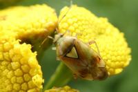 Lygus pratensis