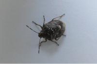 Holcogaster fibulata