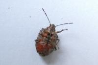 Holcogaster fibulata