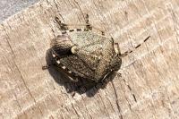 Holcostethus sphacelatus