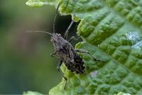 Stictopleurus punctatonervosus