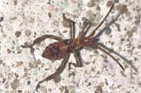 Leptoglossus occidentalis