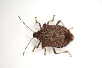 Halyomorpha halys