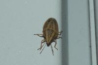 Aelia acuminata