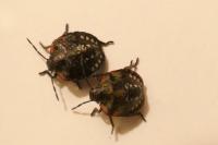 Nezara viridula