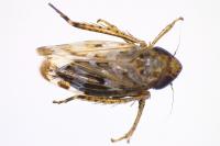 Sardius argus