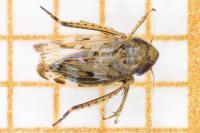Sardius argus