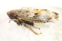 Sardius argus