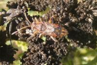 Stictopleurus