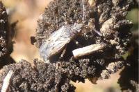 Nysius