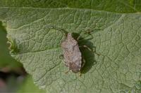 Halyomorpha halys