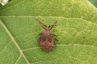 Coreus marginatus