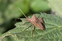 Coreus marginatus