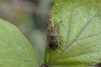 Stictopleurus punctatonervosus