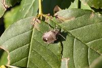 Holcostethus sphacelatus