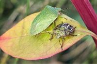 Nezara viridula