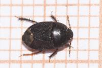 Geotomus punctulatus