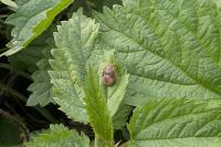 Peribalus strictus