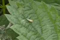 Eupteryx