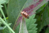 Lygus pratensis