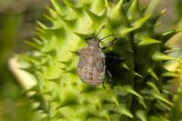 Halyomorpha halys