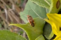 Lygus pratensis