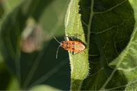 Corizus hyoscyami