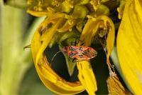 Corizus hyoscyami