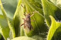 Stictopleurus