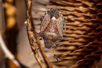 Peribalus strictus