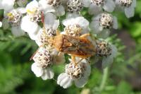 Stictopleurus abutilon