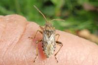 Stictopleurus abutilon