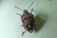 Dolycoris baccarum