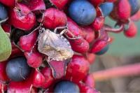Dolycoris baccarum