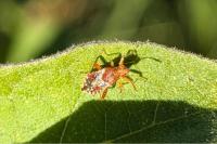 Rhopalus subrufus