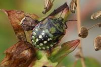 Nezara viridula