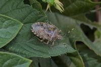 Rhaphigaster nebulosa