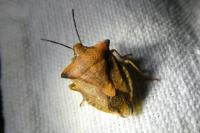 Carpocoris mediterraneus