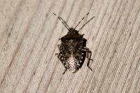 Rhaphigaster nebulosa