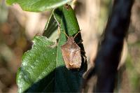 Peribalus strictus
