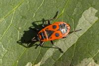 Pyrrhocoris apterus