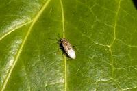 Nysius