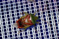 Elasmostethus interstinctus