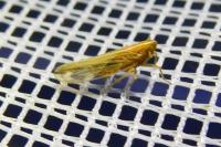 Stenocranus
