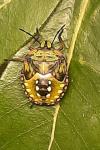Nezara viridula