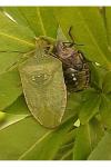 Nezara viridula