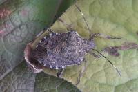 Halyomorpha halys