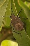 Halyomorpha halys
