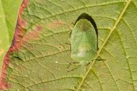 Nezara viridula